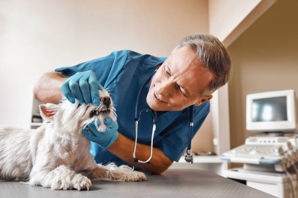 Best After-Hours Emergency Dentist in Fairmount Heights, MD